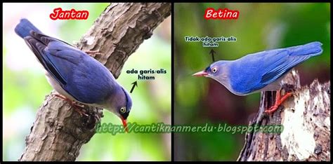 Antara lain dari melihat tingkah laku dan juga fisiknya. Mengenal burung Rambatan jantan dan betina