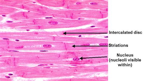 In this assay myosin is adhered to a microscope cover slip and the. Cardiac muscle (labeled) | Flickr - Photo Sharing!