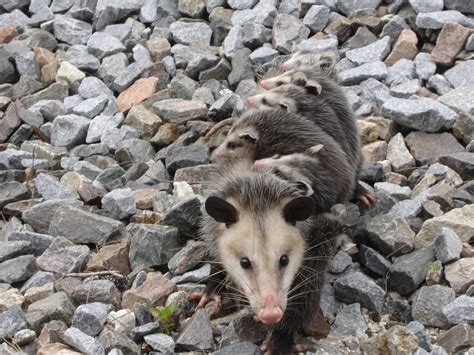 Opossumremoval Wildlife Removal Services Of South Florida