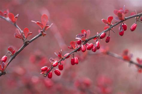 Japanese Barberry Plant Care And Growing Guide