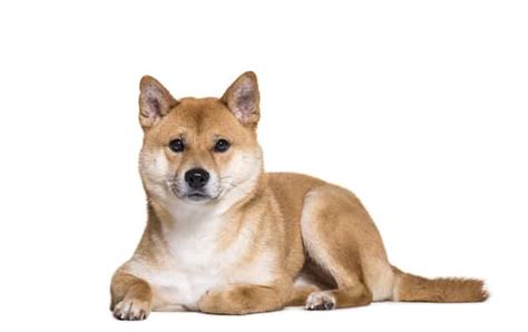 Mastering The Shiba Inu Temperament What You Need To Know