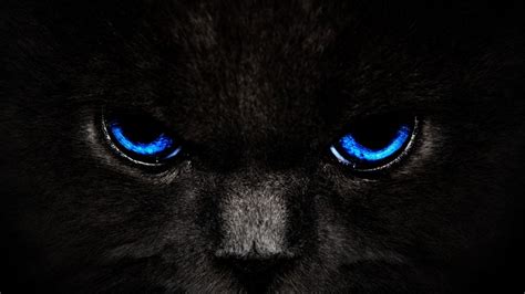 Black Cat Blue Eyes Wallpaper Wallpapers Gallery