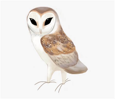 Western Barn Owl Tyto Alba Barn Owl Clipart Hd Png Download