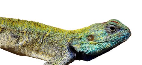 Lizard Png Transparent Images Png All