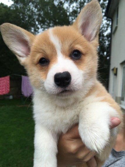 We've made it to the center of the alphabet and today. Pembroke Welsh Corgi Puppies For Sale | Canal Winchester ...