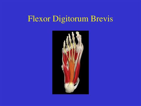 Flexor Hallucis Brevis And Flexor Digitorum Brevis Learn