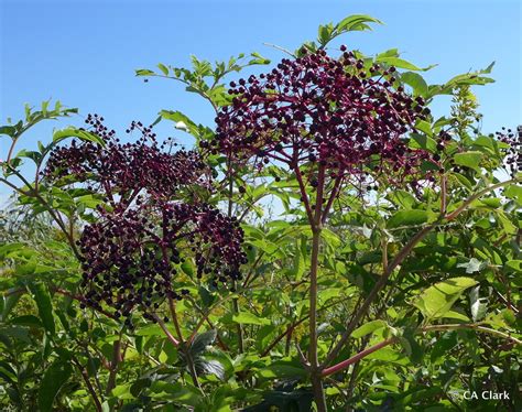 American Black Elderberry Field Guide To Edible And Medicinal Plants