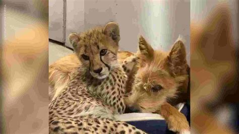 A Cheetah And Rescue Dog Become An Unlikely Pair Of Best Friends