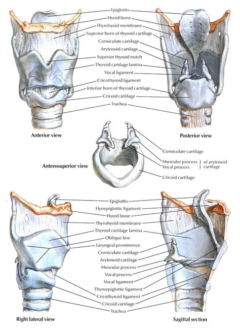The Framework Of The Larynx Medical Student Study Human Anatomy And