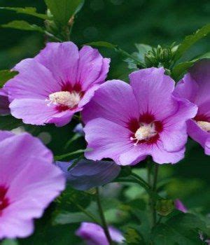 We've compiled a list of 62 types of purple flowers below. Purple Flower Names