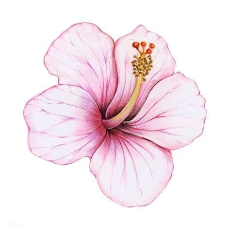 Illustration Of Hibiscus Flower Watercolor Style Premium Image By