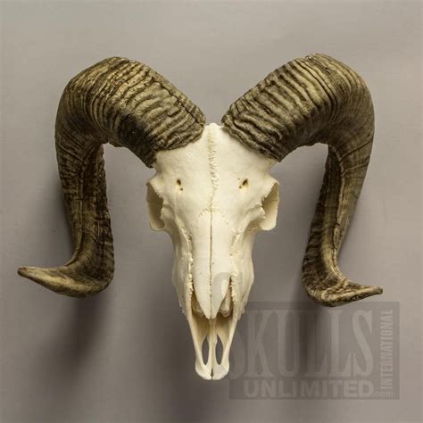 Goat Skull Sheep Skull Animal Skulls