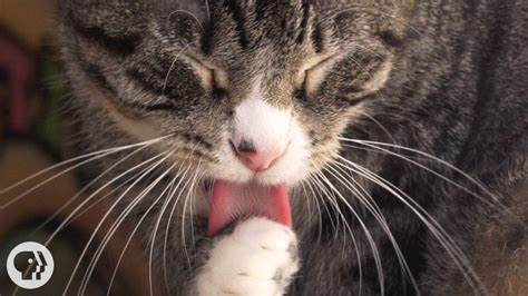 Why Does Your Cats Tongue Feel Like Sandpaper Deep Look Kqed Science