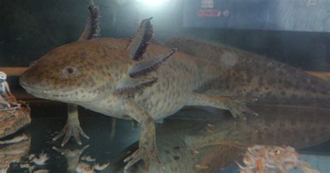 Most amphibians lay anywhere from 1 to 450 eggs, but the axolotl decided it would be different by laying eggs from about 100 to 1,000! Amphibians Of North America: American Amphibian List With ...