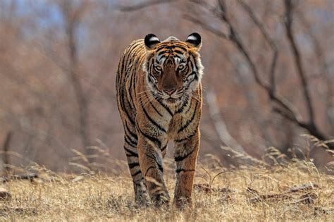 Bengal Tiger Panthera Tigris Walking License Image