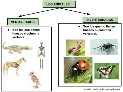 Maestra De Primaria Animales Vertebrados E Invertebrados