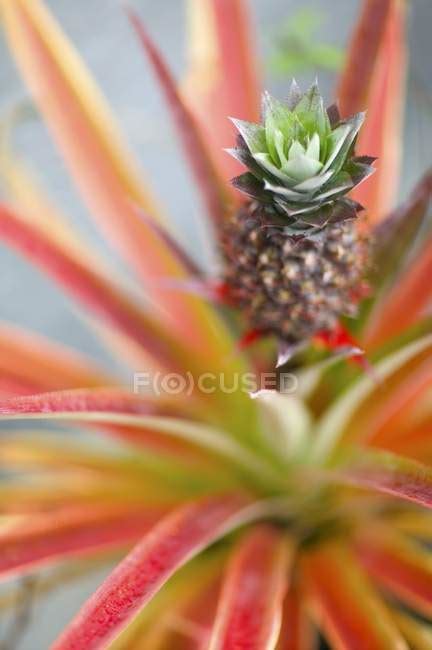 Baby Pineapple Growing — Meal Healthy Eating Stock Photo 147611545
