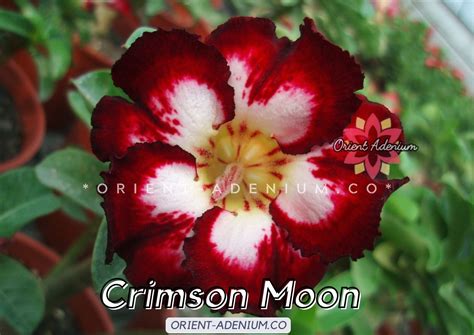 Adenium Obesum Crimson Moon Seeds Orient Adenium Online Store
