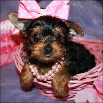 How much does yorkie puppies cost? How much for Yorkie puppies? - Sharda Bakers Dog World