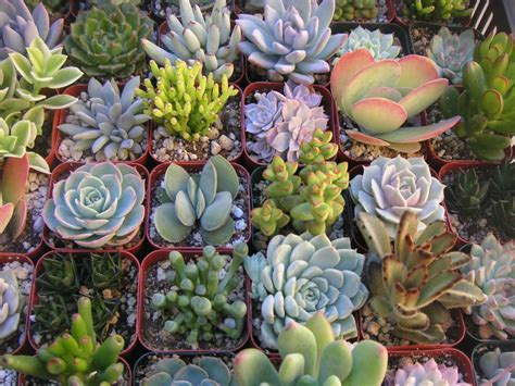 Looking for a good deal on succulent plants? How to Fertilize Succulents | World of Succulents