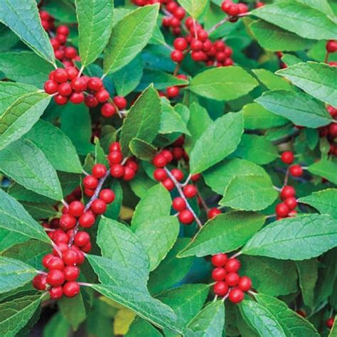 Cvts L Landscaping Plant Guide Winter Red Winterberry Holly