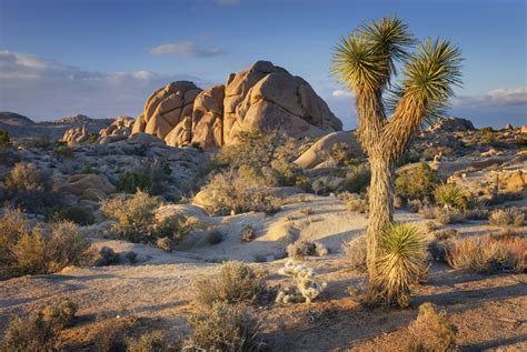 What To See In Joshua Tree National Park