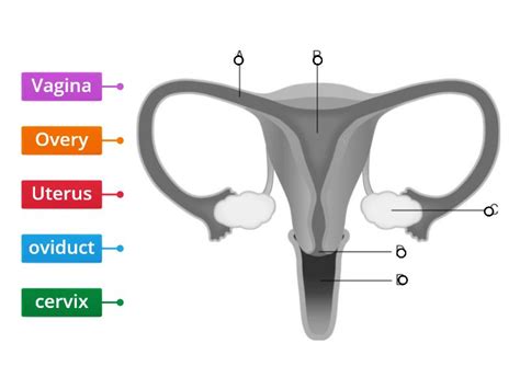Female Reproductive System Labelled Diagram