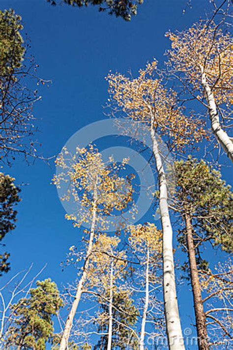 Aspens In Autumn Stock Image Image Of Fall Nature Foliage 79985961