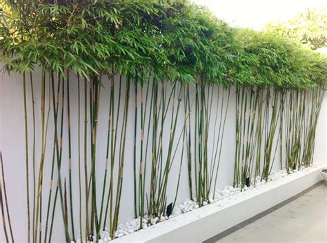 Eine mauer ist eine stabile alternative zu einem gartenzaun.wir zeigen dir wie's läuft: Bambus im Garten - DIY Sichtschutz für die Terrasse