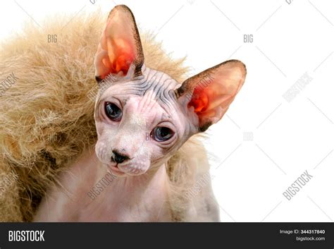 Canadian Sphynx Cat Image And Photo Free Trial Bigstock