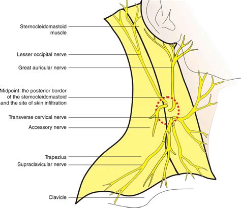 Cervical Plexus Block Hadzics Peripheral Nerve Blocks And Anatomy