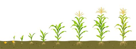 Growth Cycle Of Corn In The Soil Seed Germination Root Formation