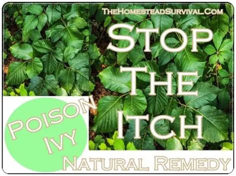 Poison Ivy Stop The Itch Natural Remedy The Homestead Survival