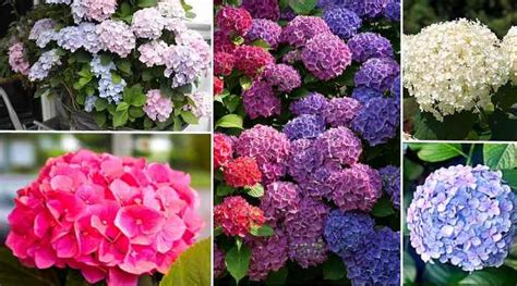 Hydrangea Planting Transplanting Care And Growing Guide Pictures