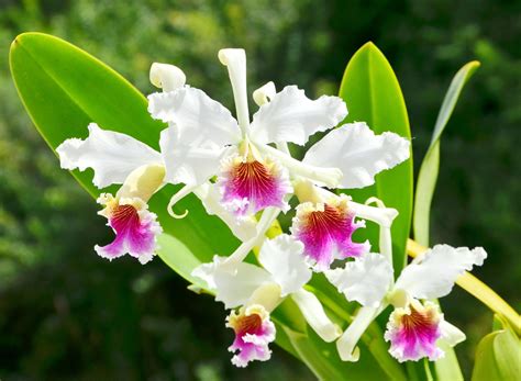 Orquídeas Del Perú Orquídeas Del Mundo Flores Exóticas Flores