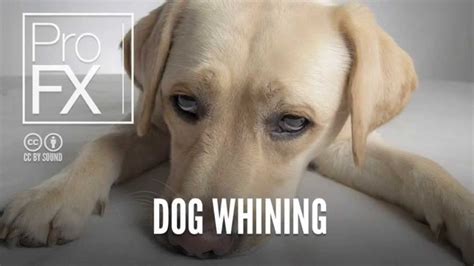Dog Whining Animal Sound Effects Profx Sound Sound Effects Free