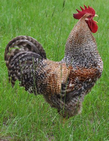 Bielefelder kennhuhn (48) brahma huhn (157) brakel huhn (3) cemani huhn (9) cochin huhn (58) deutsches lachshuhn (22) dorking huhn (2) dresdner huhn (9) gauloise huhn (17) hamburger huhn (2) italiener huhn (26) jersey giant (19) ko shamo (14) legbar huhn (9) leghorn huhn (10) malaie huhn (4) marans huhn (87) mechelner huhn (26) new hampshire. Chicken Breed Focus - Bielefelder | Chickens backyard ...