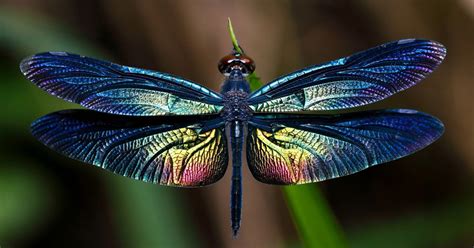 Dragonfly Facts Learn About Nature