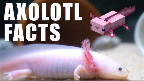 10 Fun Facts About AXOLOTLS YouTube