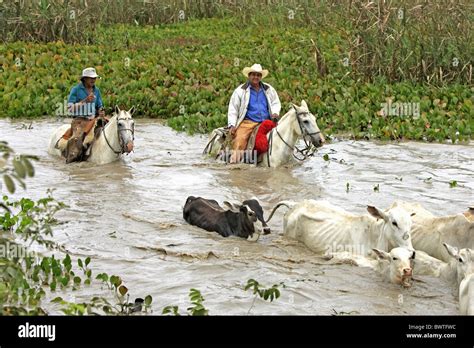 Domestic Cattle Indo Brazilian Zebu Herd Being Driven In Water