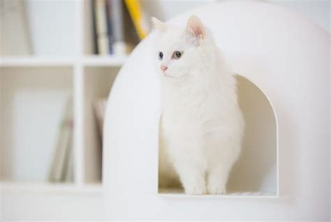 Minimalist and beautiful design that conceals your cat's litter box. The Igloo Litter Box Review by Pidan Studio - Fluffy Kitty