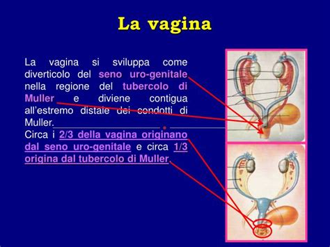 Vagina Come Fatta E Quali Sono Gli Organi Interni Ed Esterni Hot Sex Picture
