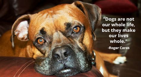 67 Boxer Dog Sayings Quotes Educolo