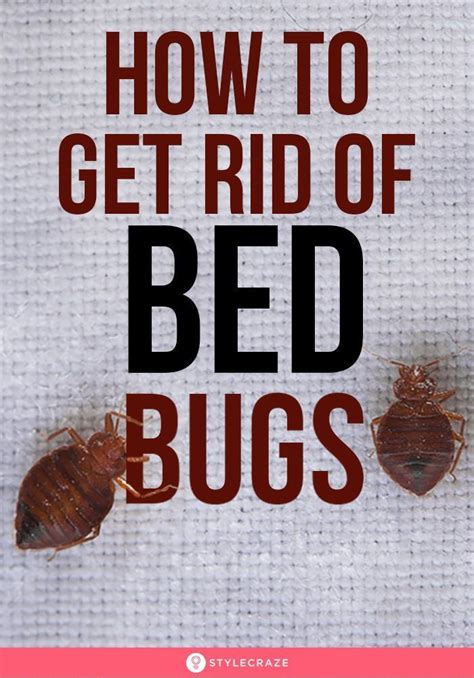 How To Get Rid Of Bed Bugs In Couch Unugtp