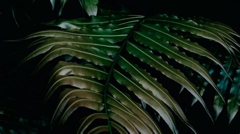 Download Wallpaper 1920x1080 Leaves Dark Plant Green