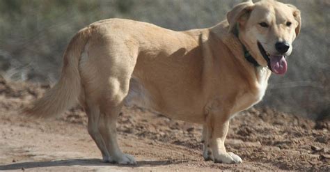 bassador dog breed complete guide az animals