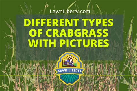 Different Types Of Crabgrass With Pictures To Identify Each Lawn