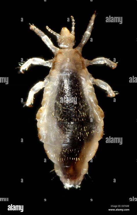Dorsal View Of A Female Body Louse Pediculus Humanus Var Corporis
