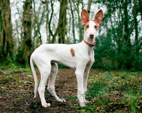 ibizan hound information dog breed facts pets feed