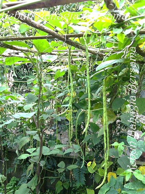 Merawat dan panen kacang panjang di kebun. Kebun Bahagia Bersama: Promosi Kacang Panjang Hujung Tahun ...